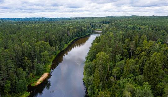 Gauja
